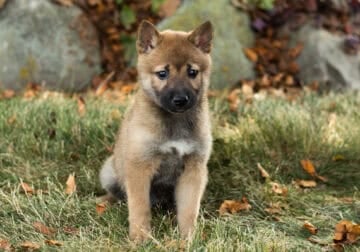 AKC Shiba Inu male puppy Indiana (Jed)
