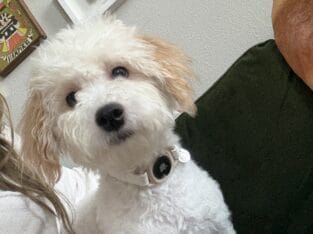 Saint 7 Month Maltipoo Neutered With Supplies
