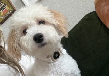 Saint 7 Month Maltipoo Neutered With Supplies