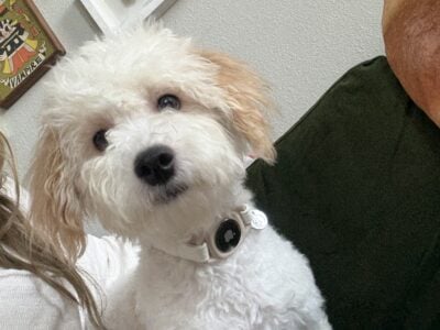 Saint 7 Month Maltipoo Neutered With Suppl  ...