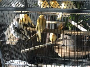 Canaries For Sale! Waukegan area!!!