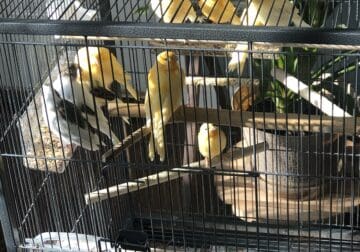 Canaries For Sale! Waukegan area!!!