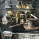 Canaries For Sale! Waukegan area!!!