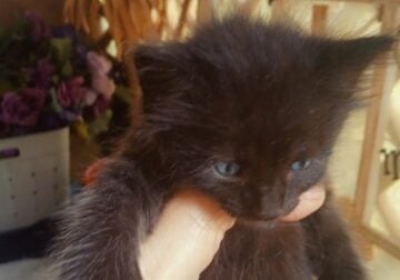 Male Kittens