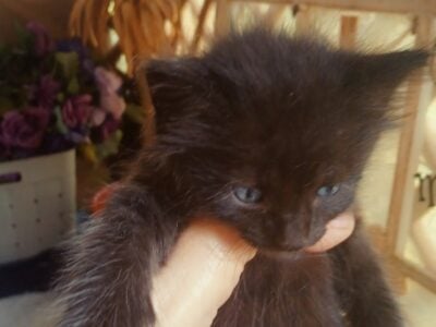 Male Kittens