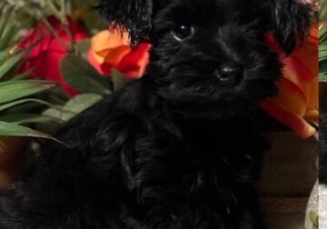 AKC male Min. Schnauzers