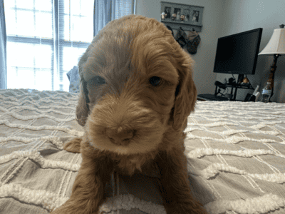 Goldendoodle