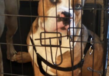 Refining bully