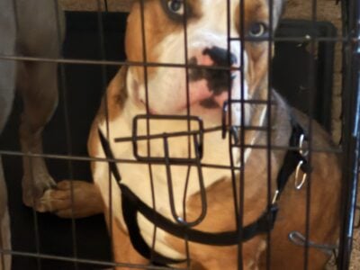 Refining bully