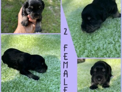 Mini schnauzer