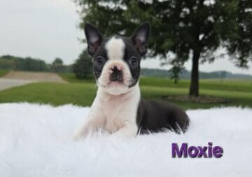 Akc Boston Terrier puppies