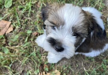 Thunder – Shihpoo Male