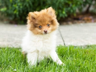 AKC Pomeranian male puppy in Indiana (Teddy)