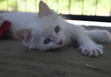 Ragdoll/Ragamuffin Kitten FLAME POINT MALE #1