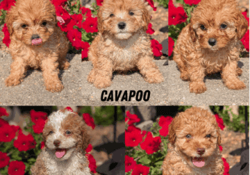 CAVAPOO PUPS
