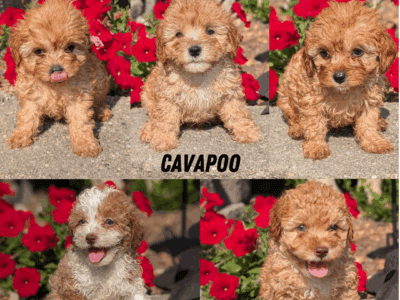 CAVAPOO PUPS