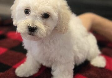 Female poodle Puppy