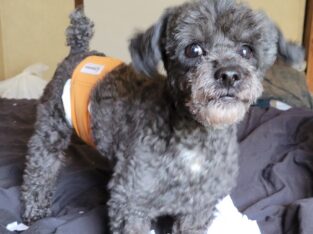 Poodle stud