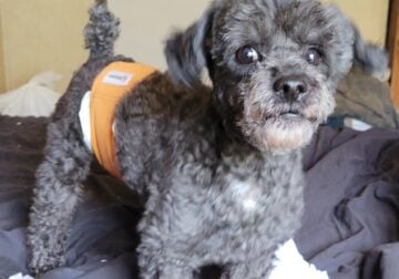 Poodle stud