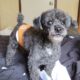 Poodle stud