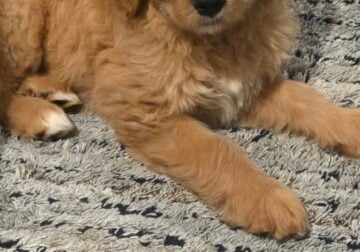 Two goldendoodle brothers