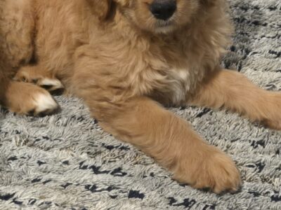 Two goldendoodle brothers