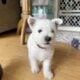 Westie puppies. AKC