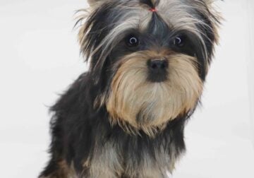 T-cup yorkie boy Coco