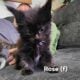 Maine Coon Kittens