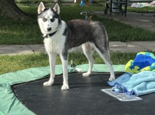 Rehoming asap