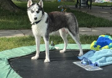 Rehoming asap
