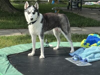 Rehoming asap