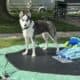 Rehoming asap