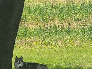 Husky with blue eyes