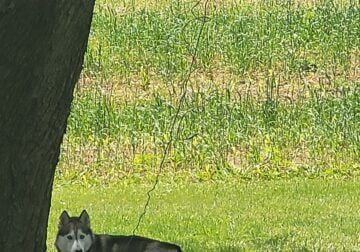 Husky with blue eyes