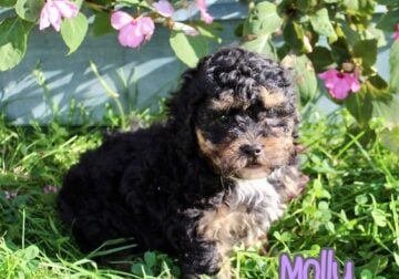 Molly Female Shihpoo