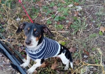 Dachshund male