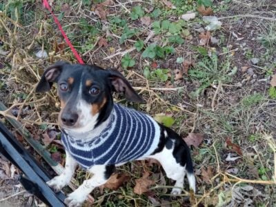 Dachshund male