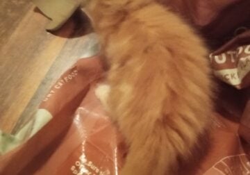 Cats to be rehomed