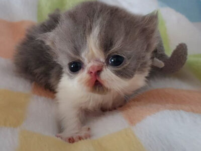 Frankie Blue Boy Blue and white CFA ELH kitten