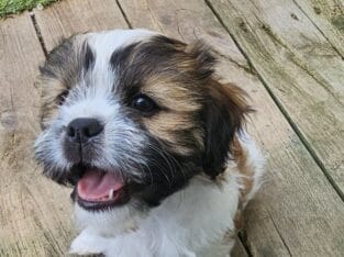 ShihTzu mix Puppies