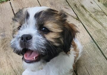 ShihTzu mix Puppies