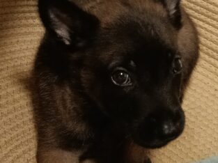 Adorable Belgian Malinois Puppy