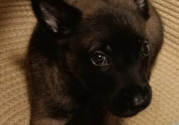 Adorable Belgian Malinois Puppy