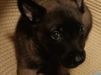 Adorable Belgian Malinois Puppy