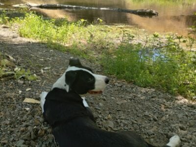 Lab/pit mix brewed need home