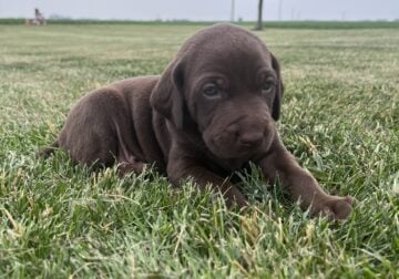 Weizsla Puppy