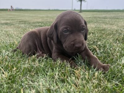 Weizsla Puppy