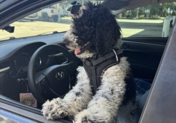 Berneedoodle for sale