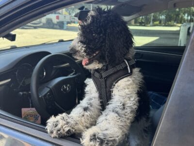 Berneedoodle for sale